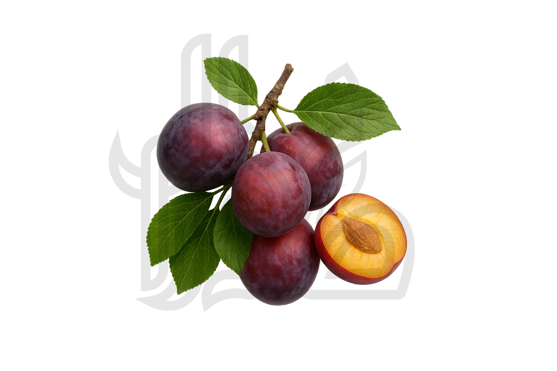 انواع نهال آلو