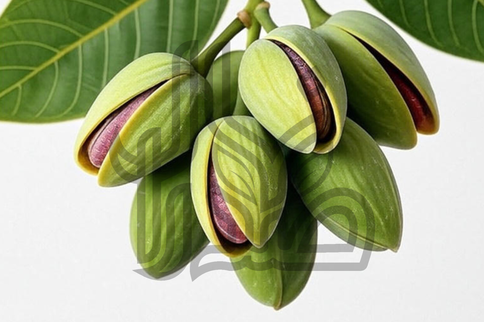 انواع نهال پسته