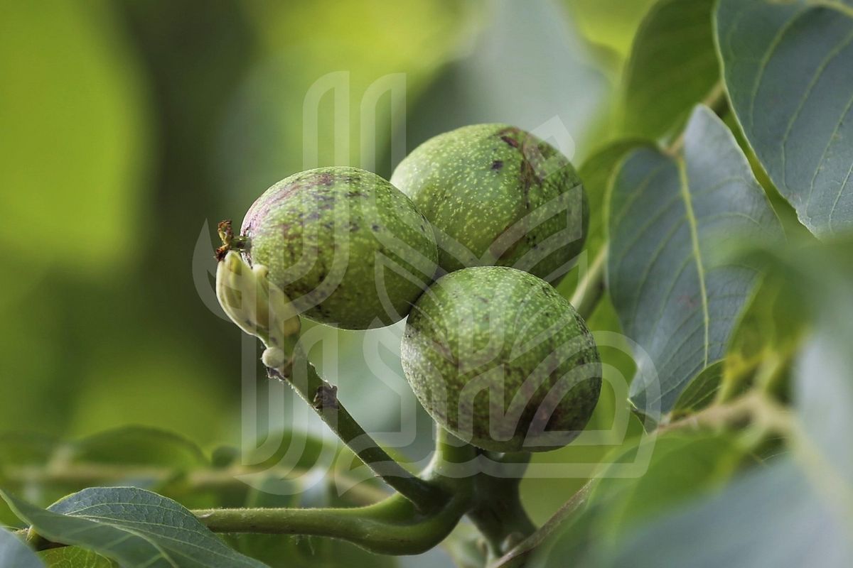 نهال گردو فرنور پیوندی
