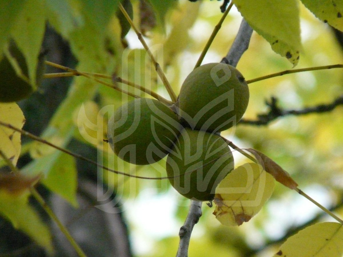 نهال گردو کانادایی کوپه ای